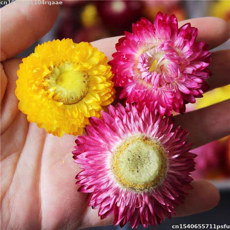 Candle Making Material Wholesale - 100%天然ドライフラワー ブラクタナ ウェディングデコレーション用 レジンミックスフラワー ソープ キャンドル作り材料
